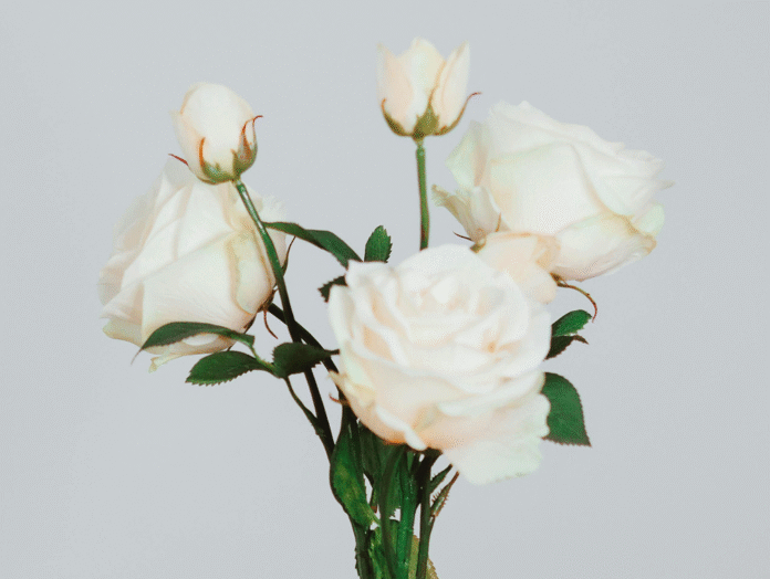 white-rose-pexels-laurachouette-21797583